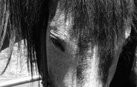 Horse by Ellie Whitsett