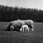 First This Year by Gabriel Stanciu