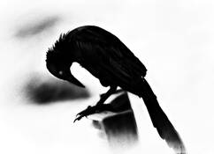 Crow by Jerry Whitty