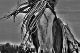 Clydesdale by Sam Anvari