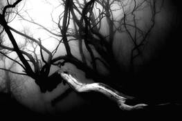 Branch in a Fog by Aaron Marko