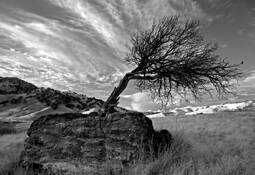 Heavy Bird by Bill Sinkovich