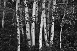 Aspens by Bob Johnson