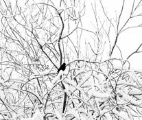 Blackbird by Briar Diggs