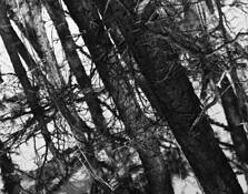 Forest Reflections by Charlie Ross