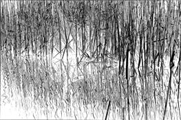 Reflection by Curtis C. Choe