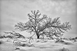 Last Snow by Daniel Ruf