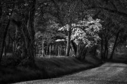 Sparks Lane by Daniel Ruf