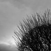 Hedge by Susan Guthrie