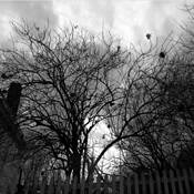 Winter Dooryard by Susan Guthrie