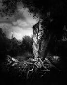 Tree Trunk by Terry Norman