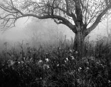 Spooky Tree by Tom Chesnut