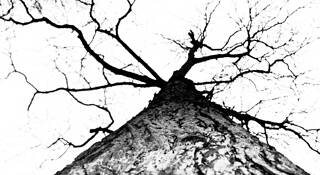 Tree #1 by Wendy Roche