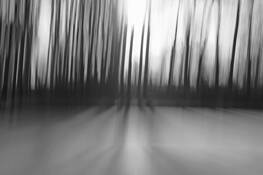 Winter Light by Wendy Roche