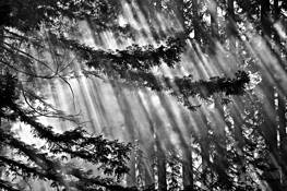 Light Cascade by William S. Pierson