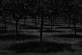 Persimmon Orchard at Night by William S. Pierson