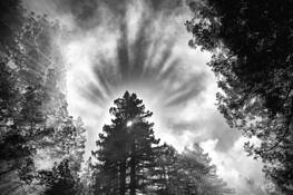 Tree Halo by William S. Pierson