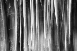 Walking in Alders Again by William S. Pierson