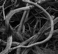 Gorse by Richard Morse