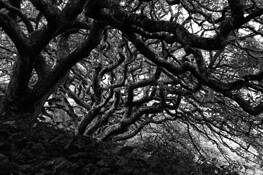 Tangled Trees 1 by Richard Morse
