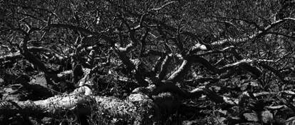 Tangled Trees 2 by Richard Morse