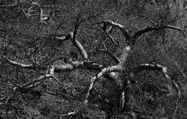 Tangled Trees 3 by Richard Morse