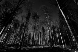 CropTrees by Richard Tucker