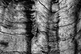 Weathered Wood 15 Cm by Richard Tucker