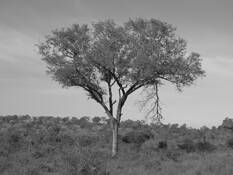 Broken Branch by Robert A. Levine