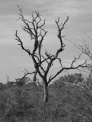 Lone Tree by Robert A. Levine