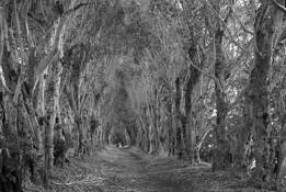 Tree Tunnel by Roy Burbank