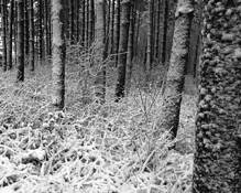 Snow in the Woods by Sam Anvari