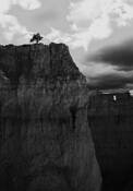 Tree in Bryce Canyon by Sam Anvari