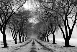 Winter by Sam Anvari