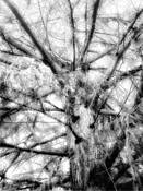 Cypress Mist by Shelley Stockton-Wynn