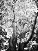 Forest Glow II by Shelley Stockton-Wynn