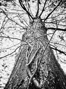 Toward the Light by Shelley Stockton-Wynn