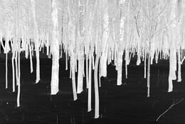 Forest in Winter by Mary Woodman