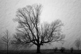 Tree #2 by Mary Woodman