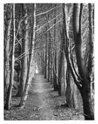 Gateless Gate #2 by Michael Miner