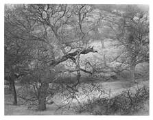 Gryphon Metamorphosis by Michael Miner