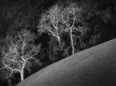 White Trees by Mike Littlejohn