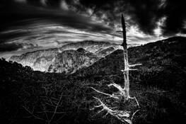 Witness by Nenad Saljic