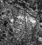 Tinicum Reserve by Patricia Patterson