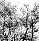 Winter Trees by Patricia Patterson