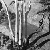 Four White Gums by Paul Dorahy