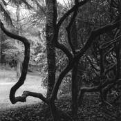 Rhododendrons by Paul Dorahy