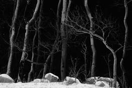 A Gathering of Aspens by Paul O'Brien