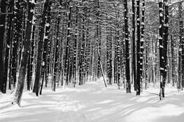 Forest by Ray Germann