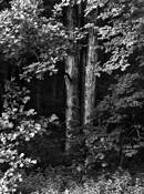 Black Oak by David Hammond